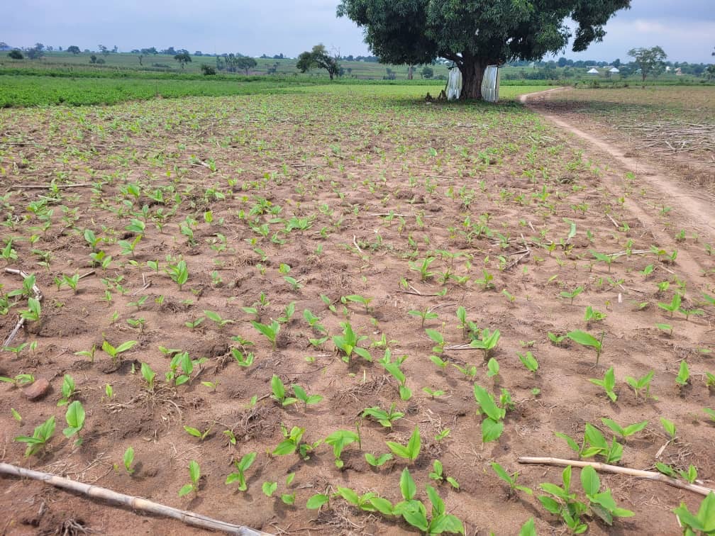Turmeric — bulk agricultural export from Nigeria Premium Nigerian Turmeric for export