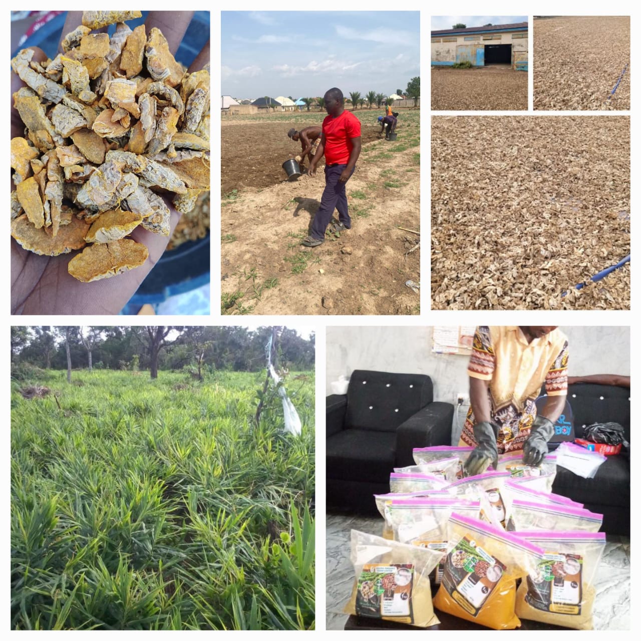 AKAJUMA ORGANIC FOODS LIMITED — Nigerian agricultural export farms, warehouse and premium produce